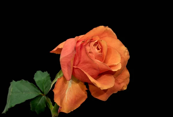 Vintage Oranje Roze Roos Bloesem Stengel Groene Bladeren Zwarte Achtergrond — Stockfoto
