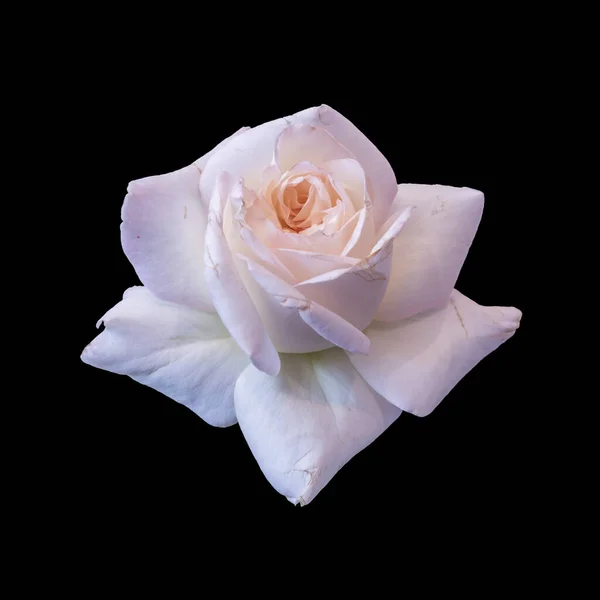 Biały Różowy Kwiat Róży Makro Czarne Tło Kolor Grzywny Sztuka — Zdjęcie stockowe