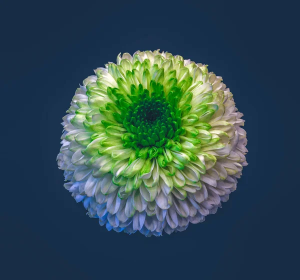 Fleur Chrysanthème Vert Blanc Surréaliste Avec Macro Pollen Sur Fond — Photo