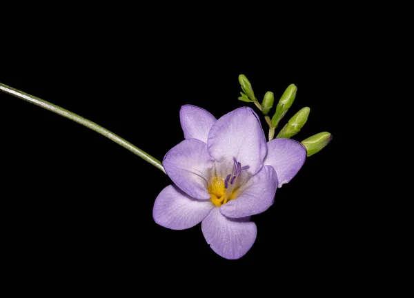 Freesia Floração Violeta Isolado Com Botões Verdes Macro Fundo Preto — Fotografia de Stock