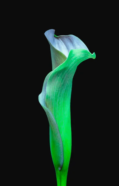Zářící Neon Zelená Modrá Calla Květ Černé Pozadí Výtvarné Umění — Stock fotografie