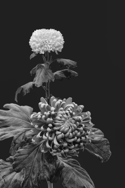 Monochrome pair of chrysanthemums macro on dark gray background