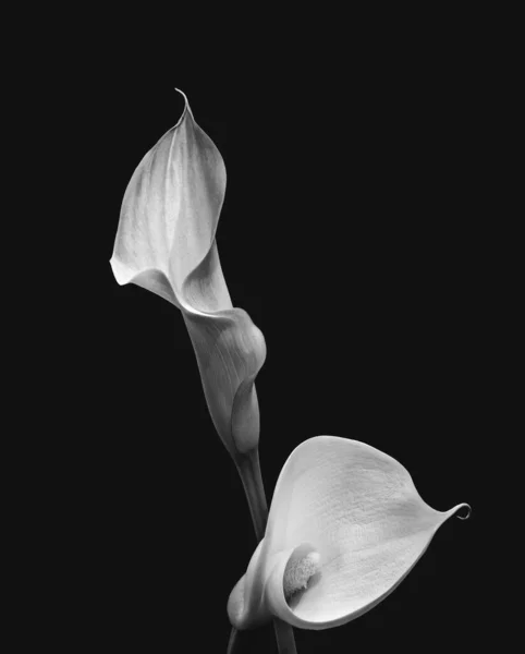 Monochrome Pair Calla Blossoms Black Background Fine Art Still Life — Stock Photo, Image