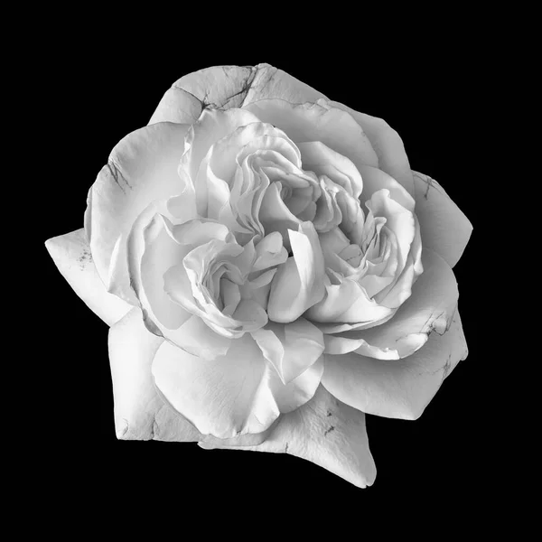 Brilhante Monocromático Rosa Branca Macro Flor Isolada Fundo Preto — Fotografia de Stock