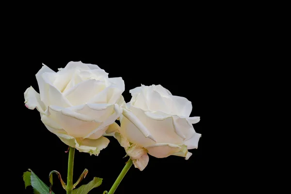 Пара Белых Цветов Розы Макро Стеблем Зеленые Листья Черный Фон — стоковое фото