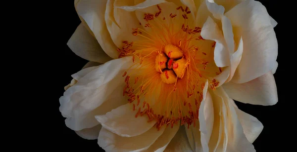 Surrealistyczne Świecące Pomarańczowy Szeroko Otwarte Kwiat Piwonii Makro Czarne Tło — Zdjęcie stockowe