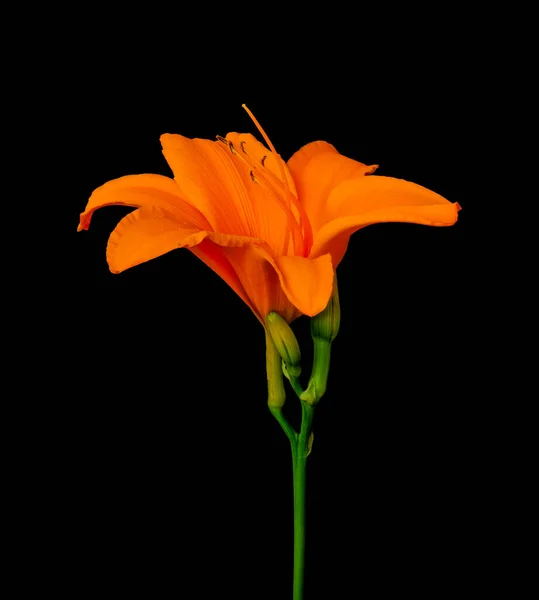 Flor Azahar Aislada Única Tallo Verde Brotes Sobre Fondo Negro — Foto de Stock