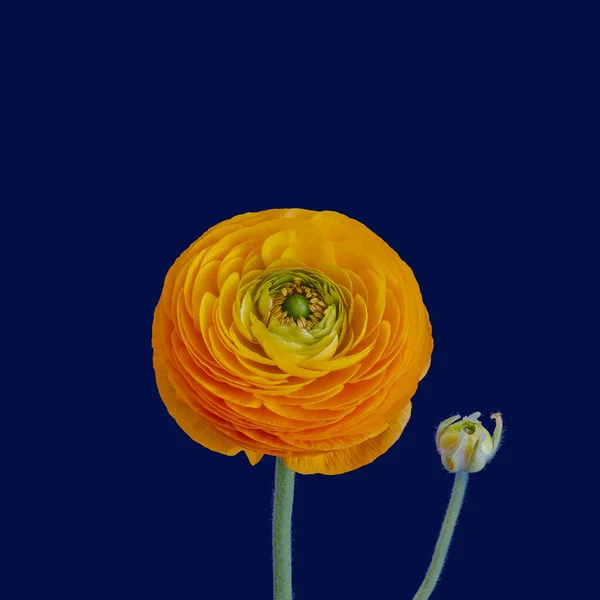 Fin Konst Stilleben Färg Ranunculus Makro Isolerad Enda Helt Öppnas — Stockfoto
