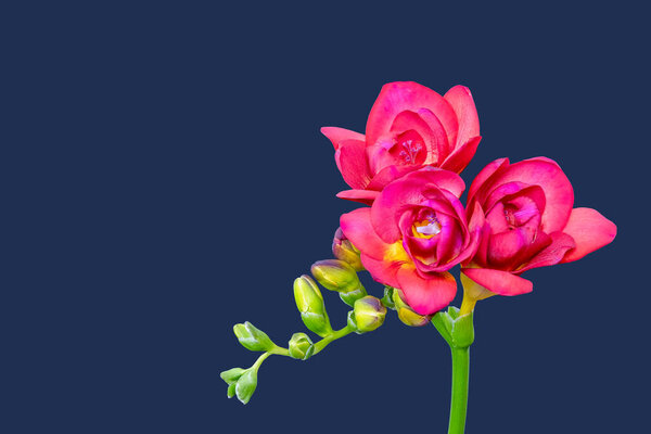 Isolated red flowering freesia,yellow green buds, macro,blue background