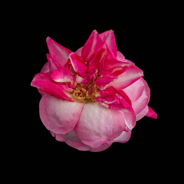 Surrealistisches Rosafarbenes Gealtertes Rosenblütenherz Makro Vintage Malstil Auf Blauem Hintergrund — Stockfoto