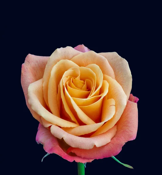 Kolorowe Sztuki Piękne Martwa Natura Jasna Róża Łodygą Liście Makro — Zdjęcie stockowe
