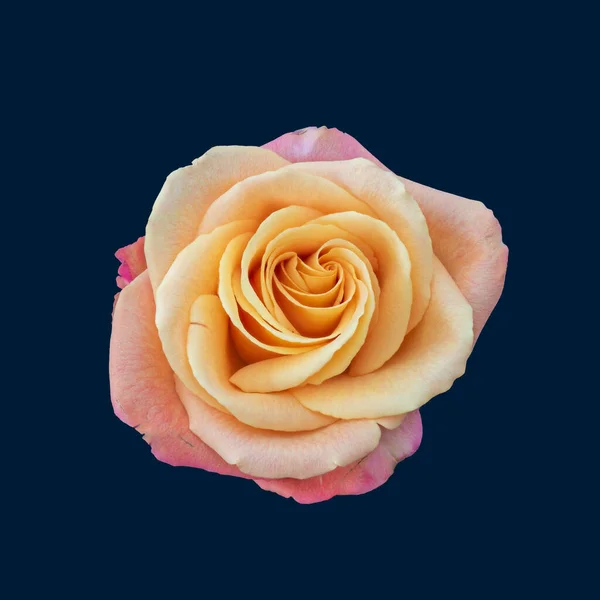 Πολύχρωμο Πρόστιμο Τέχνη Ακόμα Ζωή Φωτεινό Τριαντάφυλλο Μακροεντολή Ενός Ενιαίου — Φωτογραφία Αρχείου