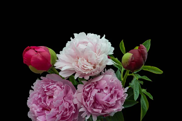 Fiore Peonia Germoglio Macro Bouquet Sfondo Nero Bella Natura Morta — Foto Stock