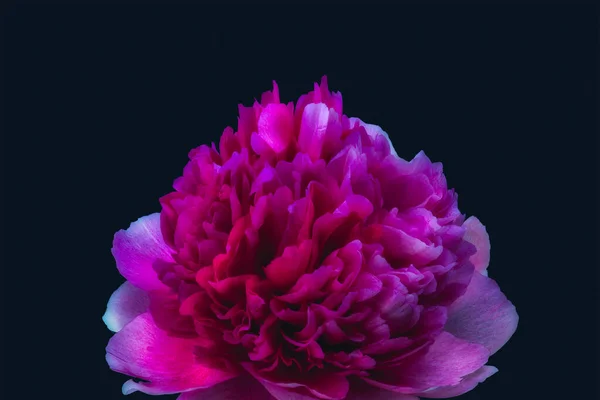 Surrealistisch Leuchtende Rot Rosa Violette Pfingstrosenblüte Schwarzer Hintergrund Fine Art — Stockfoto