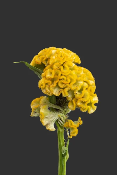 Unique Fleur Celosia Jaune Vif Feuille Tige Macro Sur Fond — Photo