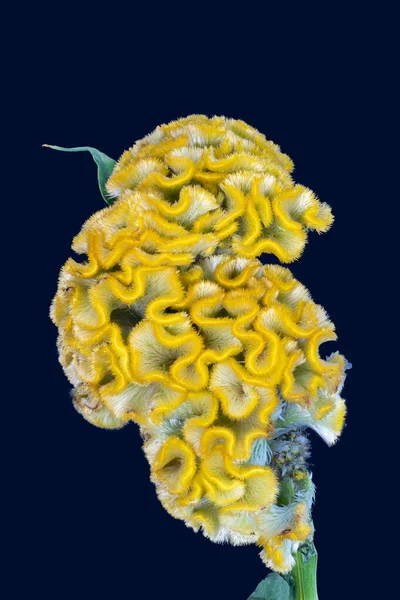 Einzelne Leuchtend Gelbe Celosia Blüte Blatt Stiel Makro Auf Blauem — Stockfoto