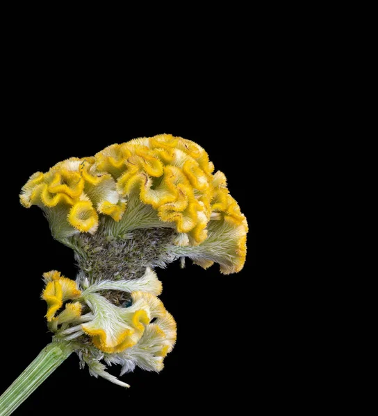 Ssingle Leuchtend Gelbe Celosia Blüte Und Stielmakro Auf Schwarzem Hintergrund — Stockfoto