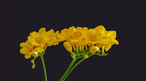 Zole Edilmiş Sarı Çiçekli Frezyalar Tomurcuklar Yeşil Gövde Makro Koyu — Stok fotoğraf