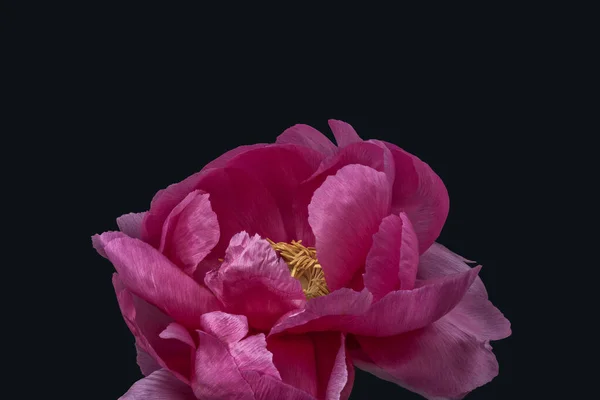Ізольований Єдиний Глянсовий Рожевий Цвіт Півонії Темно Сірий Фон Тонке — стокове фото