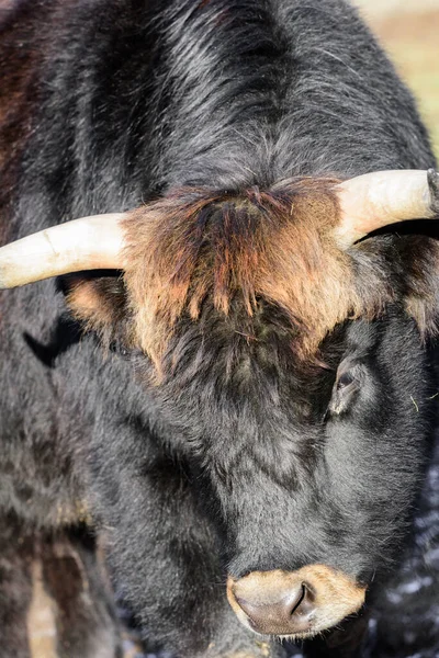 Цвет Наружного Природного Животного Голову Снимок Портрет Одного Изолированных Туров — стоковое фото
