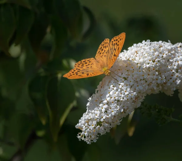 Outdoor summer / spring  color macro of a single Quail Wheat Fritillary butterfly sitting on a white lilac blossom,sunny,blurred natural green background,bright summer sunshine