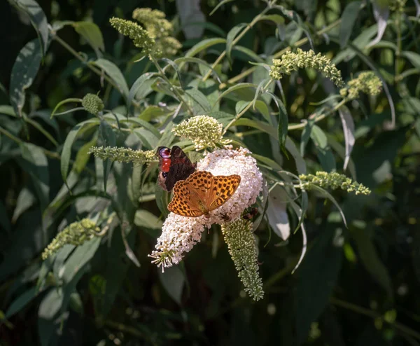 Outdoor summer / spring  color macro of a single Quail Wheat Fritillary butterfly sitting on a white lilac blossom with bees and a red admiral,sunny,natural green background,bright summer sunshine