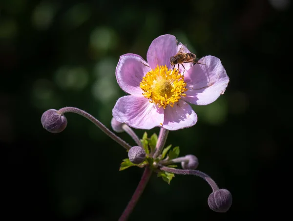 Kleur Outdoor Bloemenbeeld Van Een Enkele Geïsoleerde Bloeiende Intense Roze — Stockfoto