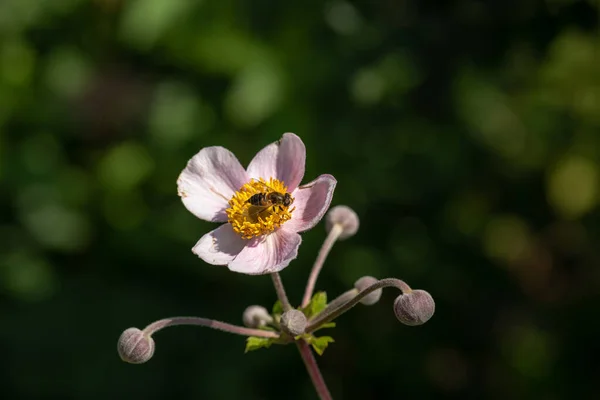 Kolor Plenerowy Kwiatowy Obraz Pojedynczego Odizolowanego Kwitnącego Białego Jasnoróżowego Jesiennego — Zdjęcie stockowe
