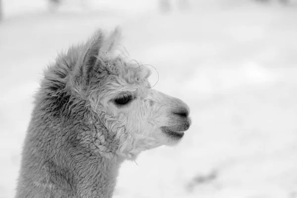 Outdoor monochrome bright animal nature head shot portrait of a lovely single isolated alpaca on snowy background in bright sunshine taken in winter