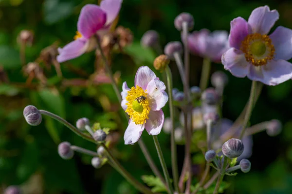 Helle Farbe Freien Florales Bild Einer Blühenden Weißen Hellrosa Herbst — Stockfoto