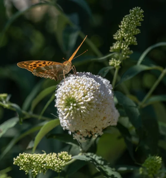 Outdoor Sommer Frühling Farbe Makro Eines Einzigen Wachtelweizen Fritillary Schmetterling — Stockfoto