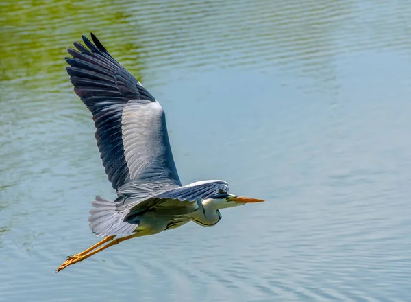 Photographie Gros Plan Seul Héron Aigrette Isolé Vol Vers Avant — Photo