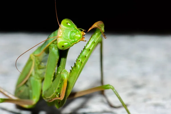 Fotografía Macro Una Sola Mantis Religiosa Verde Aislada Sobre Fondo — Foto de Stock