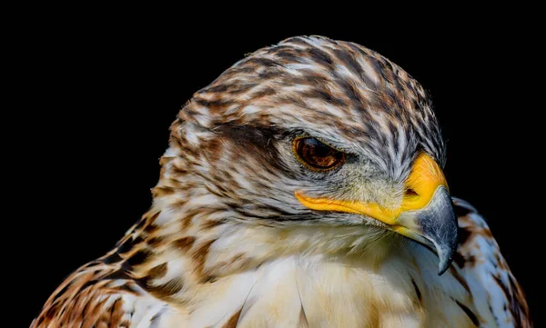 Retrato Halcón Aislado Con Fuerte Pico Amarillo Que Parece Enojado — Foto de Stock