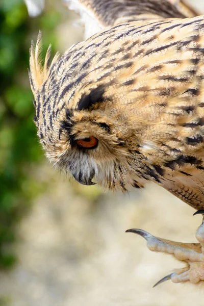 Farbe Freien Tierporträt Einer Einzelnen Isolierten Eule Auf Natürlichem Hintergrund — Stockfoto