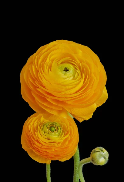 Ranunculus Blommor Och Knopp Bukett Makro Isolerade Orange Gula Gröna — Stockfoto