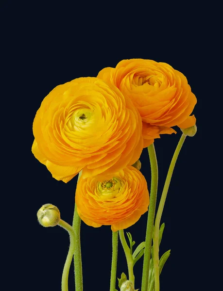 Ranunculus Blommor Och Knopp Bukett Makro Isolerade Orange Gula Gröna — Stockfoto