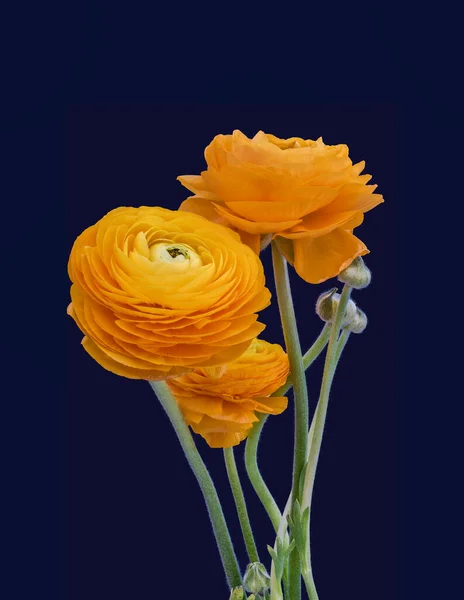 深蓝色背景的孤立橙色黄绿色花朵的兰花和花蕾 — 图库照片