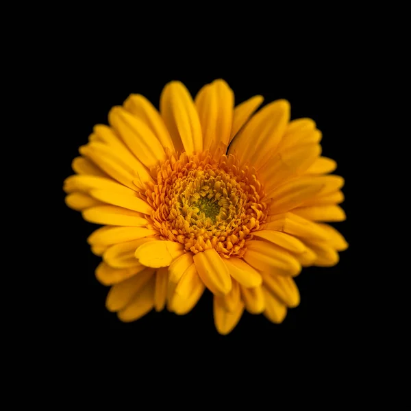 Vnitřní Žluté Gerber Květ Srdce Makro Izolované Černém Pozadí Detailní — Stock fotografie