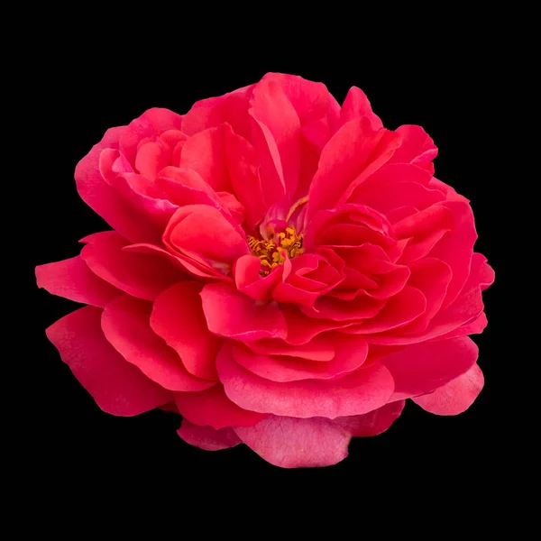 Farb Makro Einer Roten Rosenblüte Auf Schwarzem Hintergrund Mit Detaillierter — Stockfoto