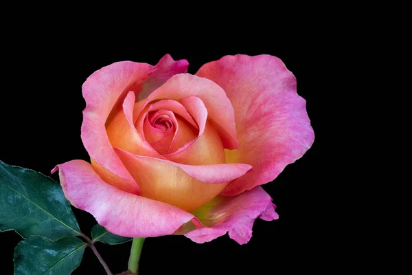 Kolorowe Sztuki Piękne Martwa Natura Jasna Róża Łodygą Liście Makro — Zdjęcie stockowe