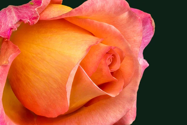 Vibrante Rosa Veteada Macro Una Sola Flor Color Rosa Amarillo — Foto de Stock