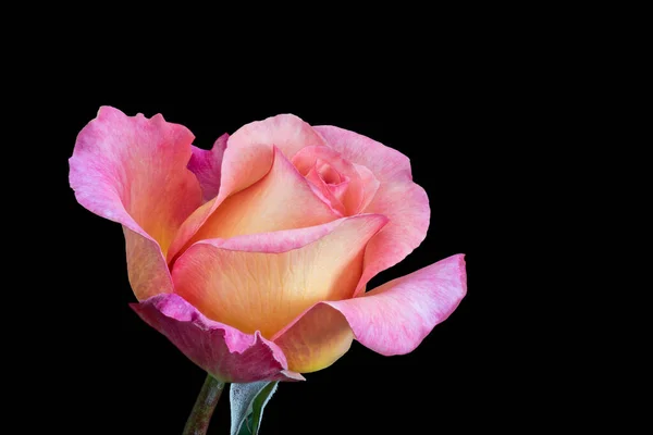 Colorfrul Rose Makro Einer Einzigen Isolierten Gelb Rosa Blüte Mit — Stockfoto