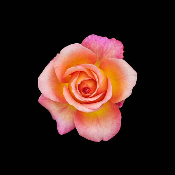 Bright veined rose top view macro of a single isolated orange yellow pink blossom in vintage painting style on black background