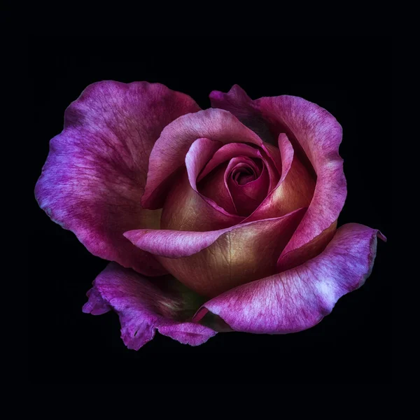 Dark Surréaliste Low Key Rose Vue Dessus Macro Une Seule — Photo