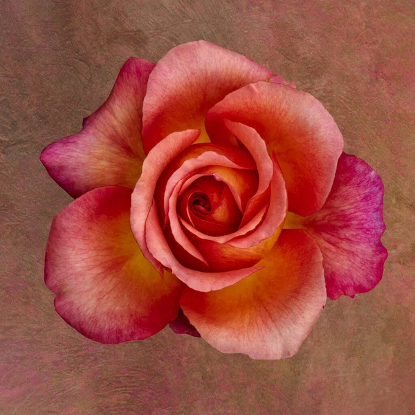 Vintage Orange Rose Fleur Rose Macro Sur Fond Papier Texturé — Photo