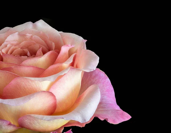 Pastel Rosa Macro Uma Única Flor Rosa Amarela Isolada Estilo — Fotografia de Stock