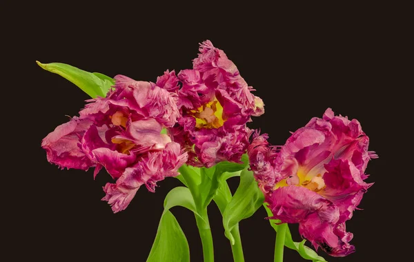 Basso Tasto Surrealista Centro Macro Pappagallo Viola Tulipano Fiore Sfondo — Foto Stock
