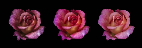 黑色背景下的3个超现实玫瑰花大花的拼贴 图库图片