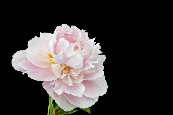 Isolerad Enda Rosa Vit Pion Blomma Med Stam Och Gröna — Stockfoto